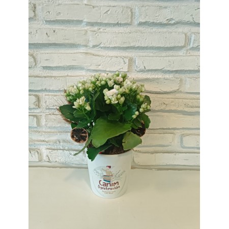 Kalanchoe Seramik Saksıda Ögretmenler Günü 2